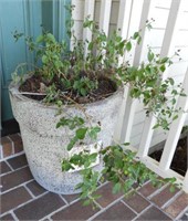 Lot #4671 -  Heavy 19” concrete porch planters