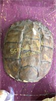 Turtle top shell