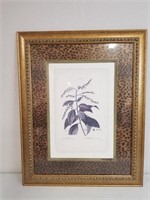"Botanicles Clethra" Framed Print 19" x 25"