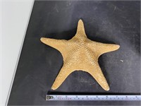 Genuine Star Fish