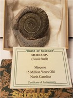 Miocene: Fossil Snail 15 Million years old w/COA