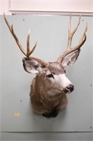 8-Point Buck Mount