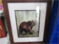 Picture of a Bear