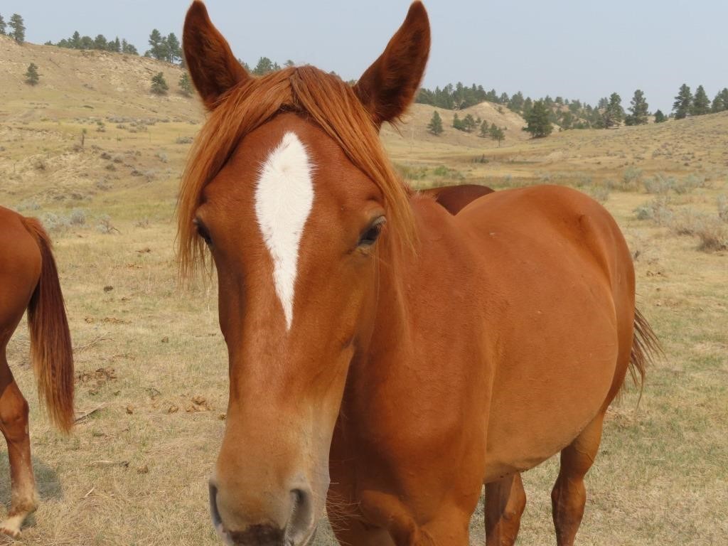 Sweet Grass Ranch Horse Liquidation & Retirement Auction