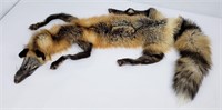 Montana Taxidermy Tanned Wild Cross Fox