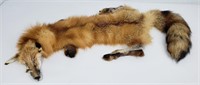 Montana Taxidermy Tanned Wild Red Fox