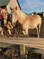 4 yr old Belgian gelding