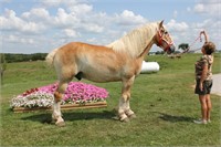 9 yr old Belgian gelding