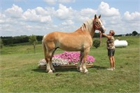 Registered 17 yr old Belgian mare