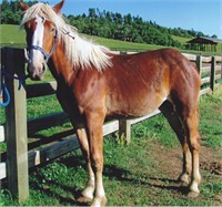 Yearling Belgian filly