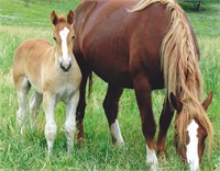 Registered weanling Belgian filly