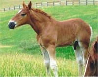 Registered weanling Belgian stallion colt