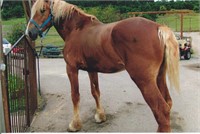 Registered 4 yr old Belgian stallion