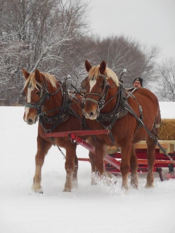 Fall 2020 Horse Sale