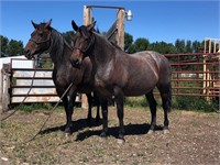 8 yr old Percheron cross mare