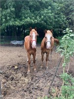 3 yr old Belgian-Quarter Horse cross gelding