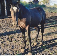 1 yr old Percheron-Draft Paint cross gelding