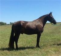 4 yr old Percheron-Standardbred cross gelding