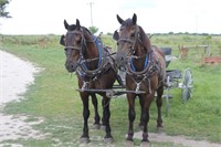 4 yr old Belgian-Quarter Horse cross gelding