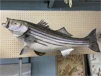 Very Large Large-Mouth Mounted Fish Trophy.