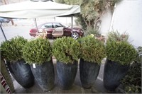 Five Large Ceramic Garden Planters Glazed