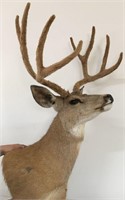 Deer Head Mount w/ Velvet