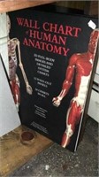 The Human Body Book And Anatomy Book