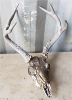 Good Size Antlers with Skull!  About 13" Across at