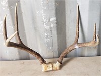Set of 3 Point Antlers About 18" Wide