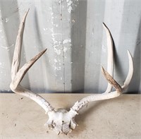 Set of Antlers and Partial Skull, About 19" Wide