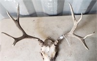 Set of 4 Point Antlers About 23" Across!