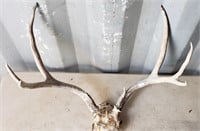 Fairly Large Set of Antlers, About 24" Across