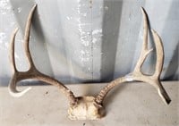 Last Set of Antlers, These Are About 18" Across