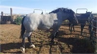 5 yr old Percheron-Clydesdale cross mare