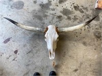Longhorn Skull 57"