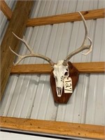 Deer Skull w/ rack