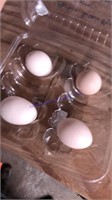 4 Fertile Silkie Eggs