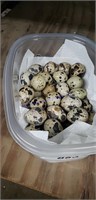 52 Fertile Coturnix Quail Eggs