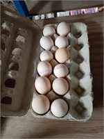 1 Doz Fertile Buff & Laven. Orpington Eggs