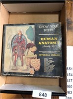 Human Anatomy Kit