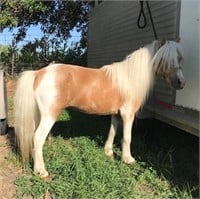7 year old Miniature stallion