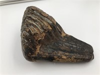 Portion of a fossilized wooly mammoth tooth 5" lon