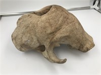 fossilized Juvenile walrus upper skull portion, ap