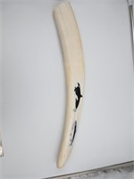 Male walrus tusk with colored scrimshaw of an Orca