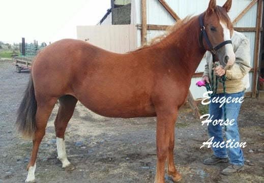 October 9th Horse Auction