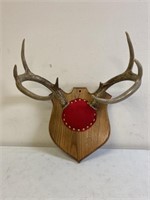 Deer antlers on wooden plaque