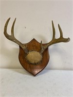 Deer antlers on wood plaque