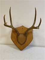 Deer Antlers on wood plaque