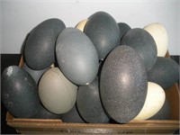 Emu Eggs, 6 inches
