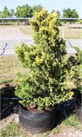 Golden Leyland Cypress